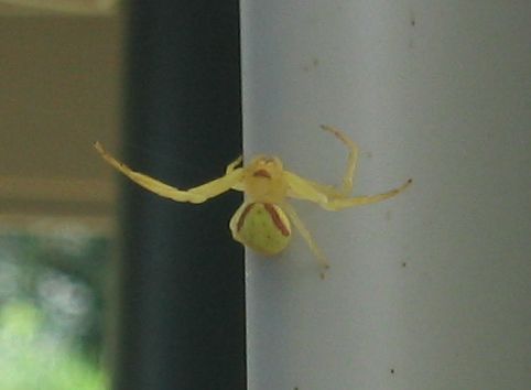 yellow spider 2
